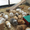 キャステル 京都市動物園内のランチ事情を解説！園内レストランのメニューと値段、お弁当の持ち込みはOK？