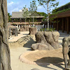 キャステル 【2019】東山動物園のゴリラまとめ！人気のイケメンゴリラとは？ゴリラ園が新たにオープン！
