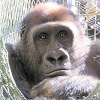 キャステル 【2023】京都市動物園のチケット料金・割引方法を徹底解説！安くお得に入園する方法とは？
