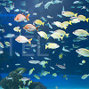 キャステル サンシャイン水族館の混雑は？平日＆土日祝・長期休みの混み具合・特に混雑する人気スポットまとめ！