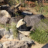 キャステル 【2025】上野動物園のパンダ徹底解説!混雑&観覧方法まとめ!上野駅からのアクセスも