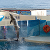 キャステル 【人気】新江ノ島水族館のおすすめお土産13選！お菓子・ストラップ・文房具・生活グッズなど！