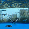 キャステル サンシャイン水族館を徹底解説！歴史、見どころ、チケット、アクセス、カフェ、お土産情報を総まとめ！