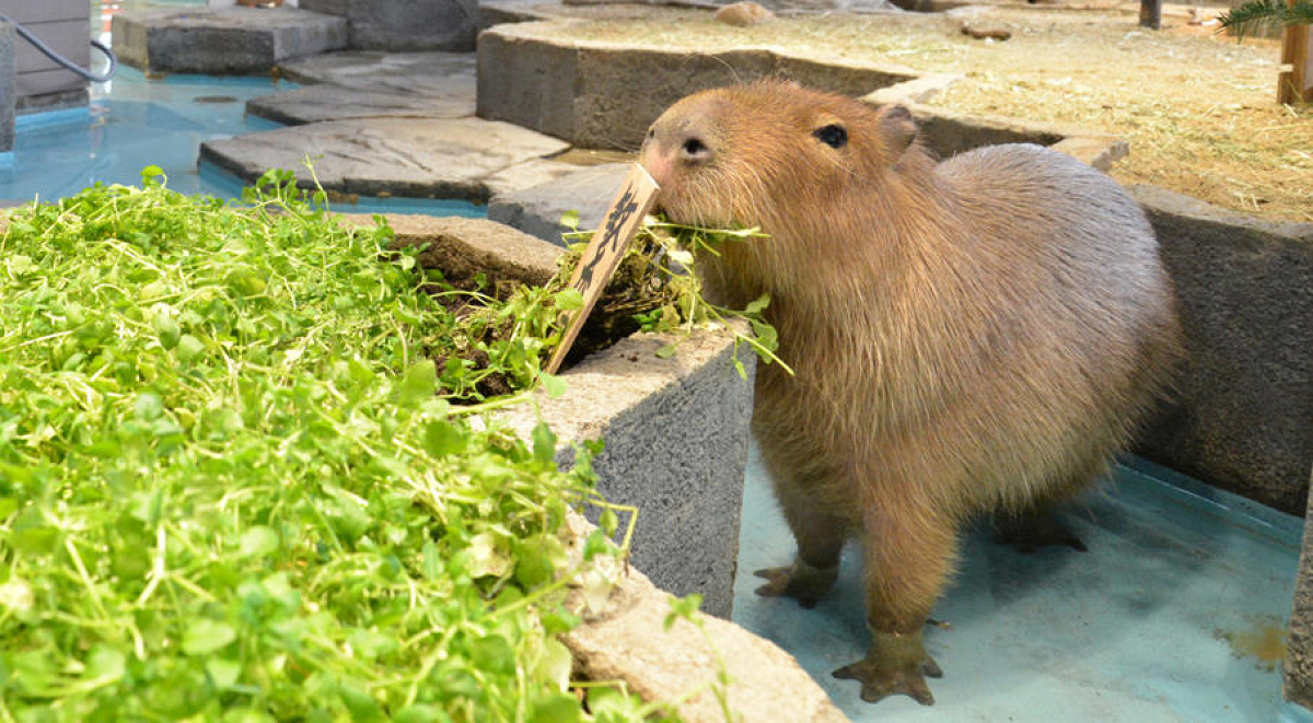 ニフレルの予約について