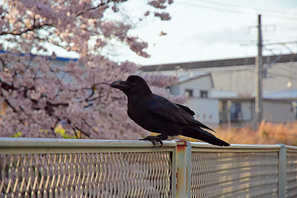 カラスや蚊はいる？いない？