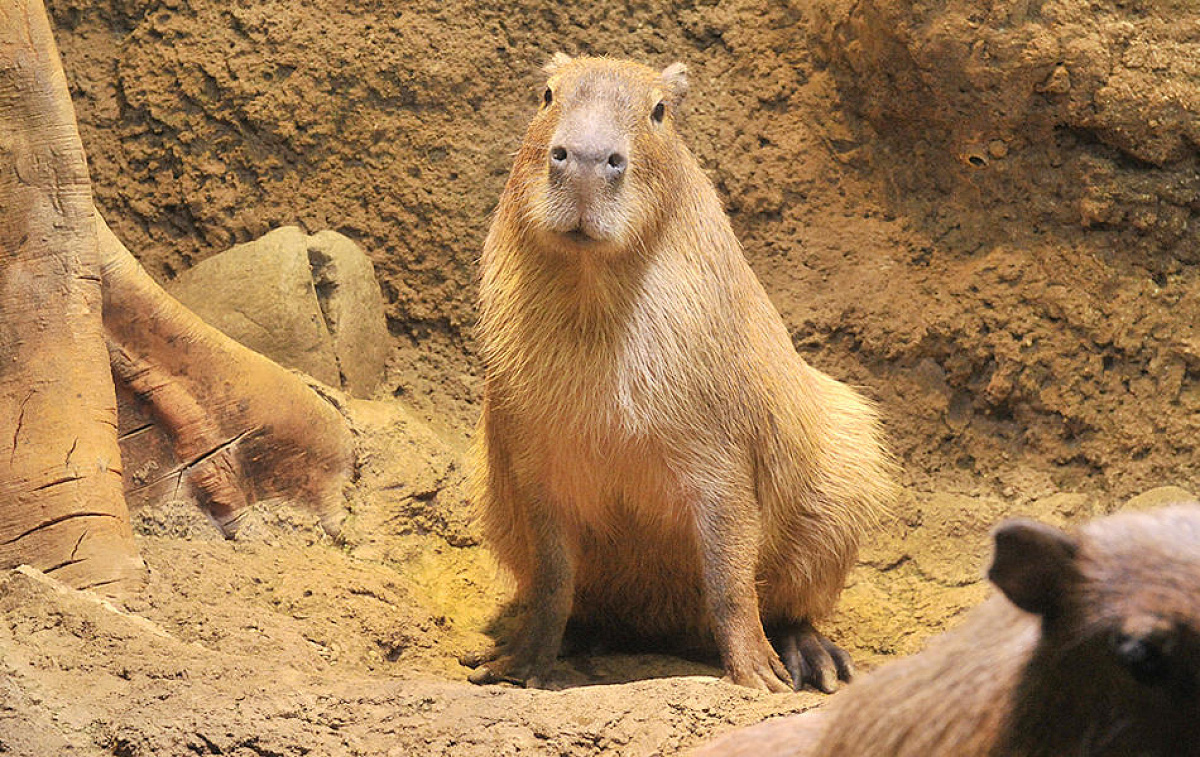 海遊館で飼育されているカピパラ