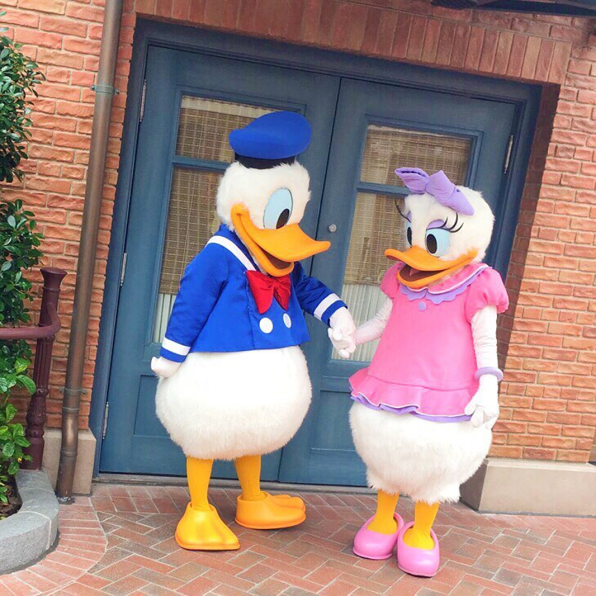 デイジーダックとドナルドダック| キャステル | CASTEL ディズニー情報