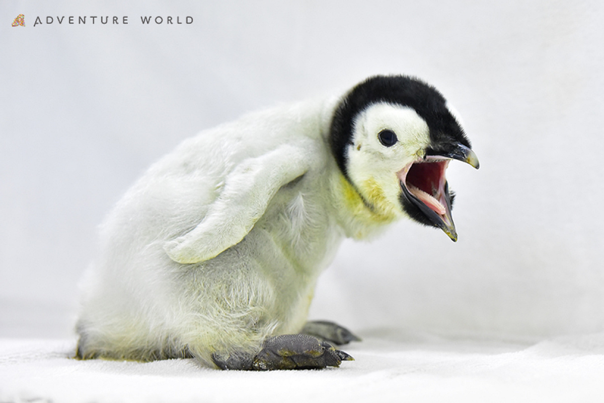 エンペラーペンギンの赤ちゃん