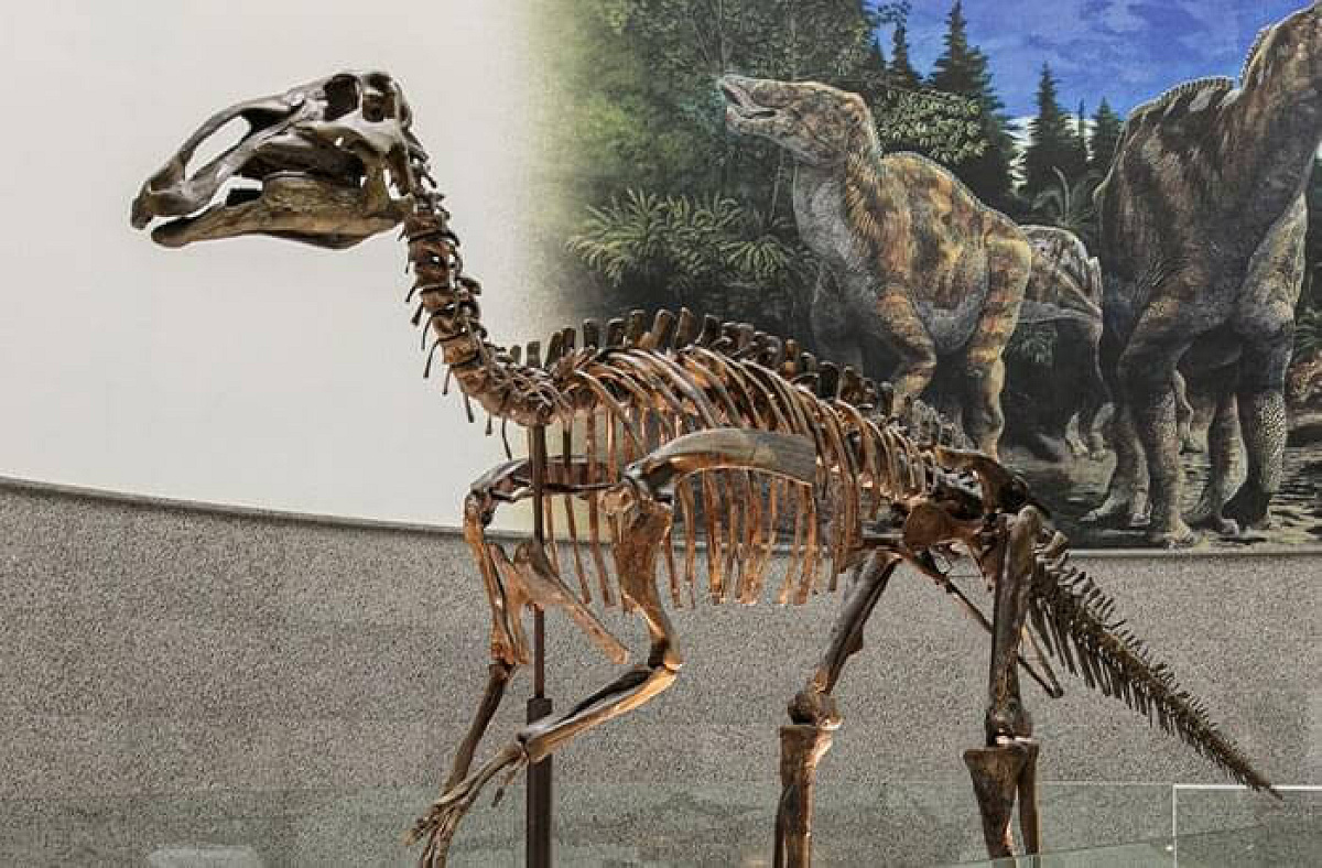 エドモントサウルスの化石