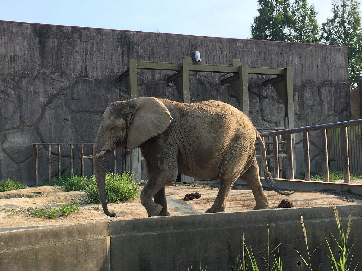 東武動物公園駅の歴史