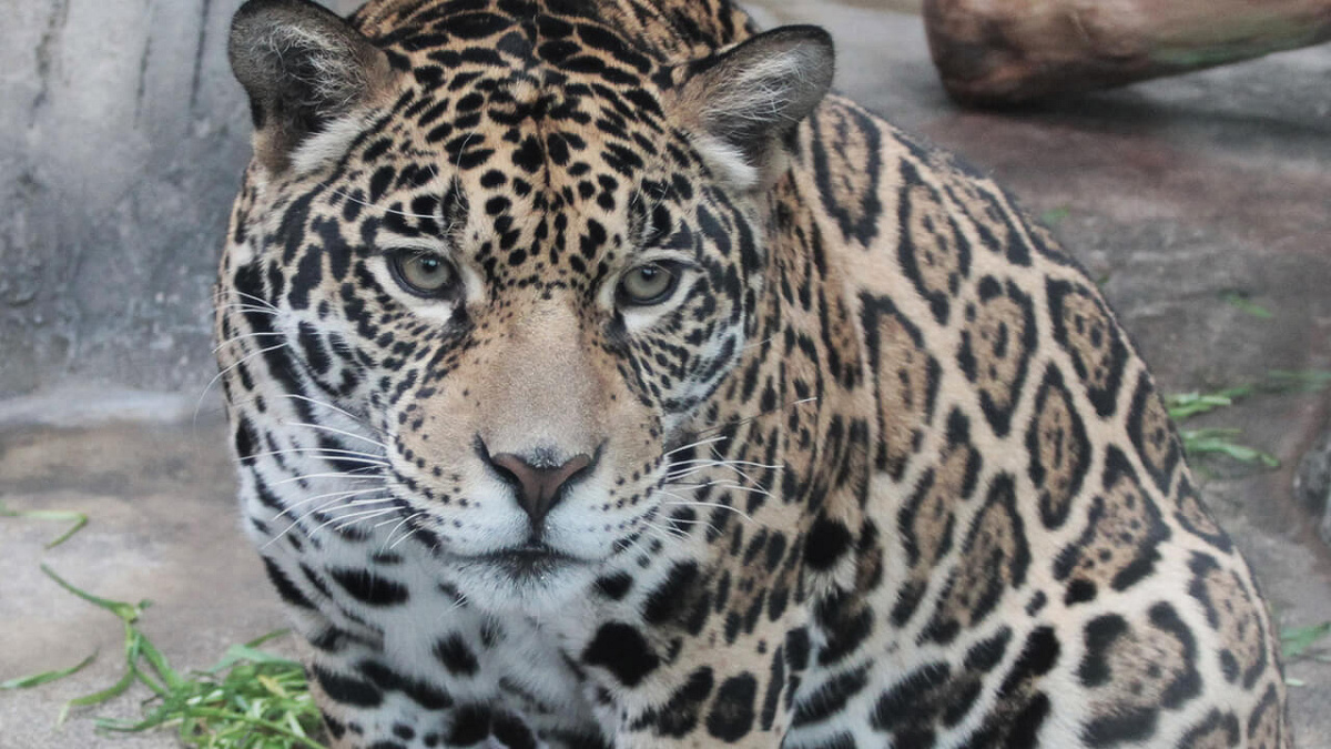 ジャガー／天王寺動物園