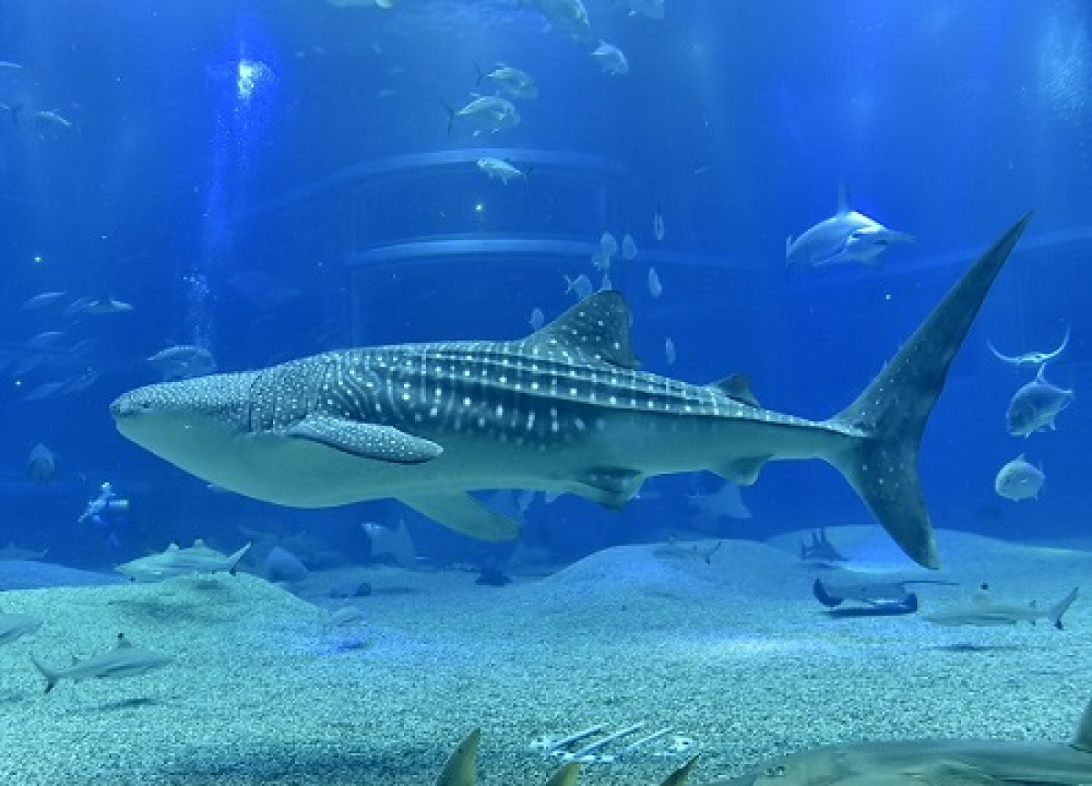 海遊館のジンベエザメ①海くん