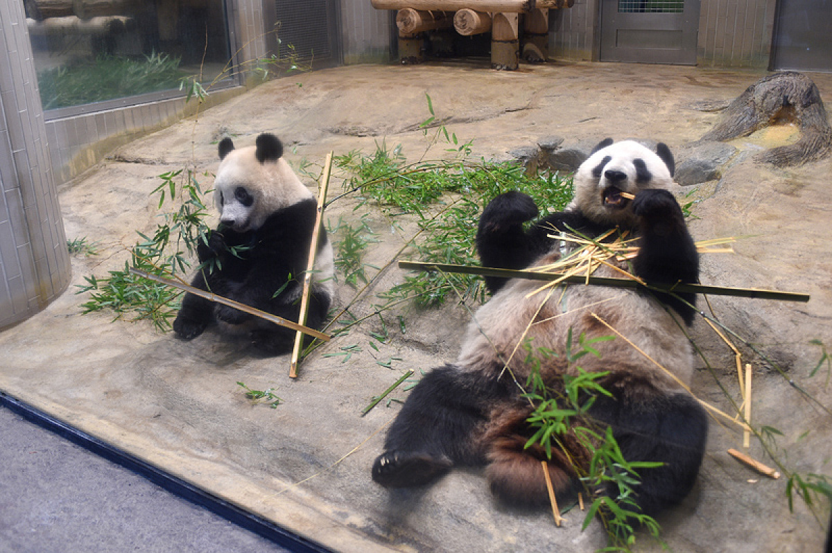 上野動物園のパンダ達