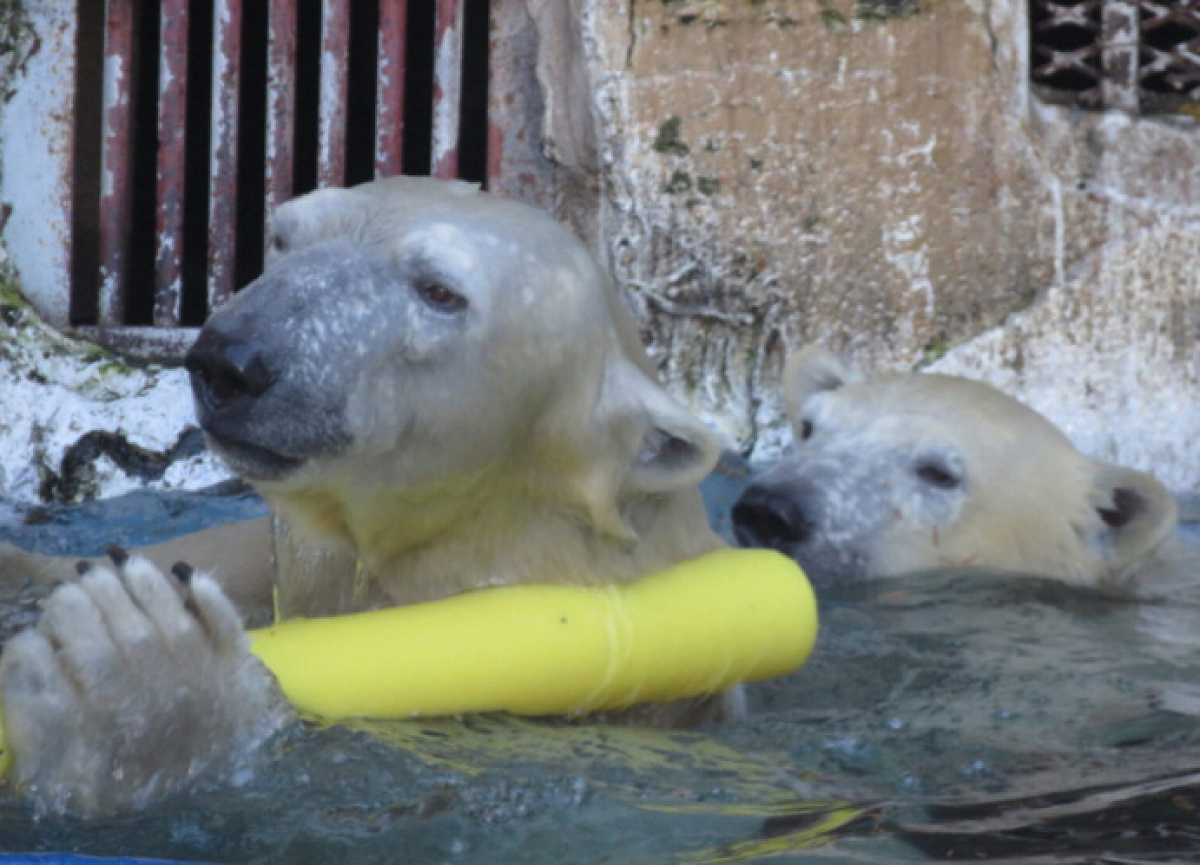 天王寺動物園のシロクマの親子