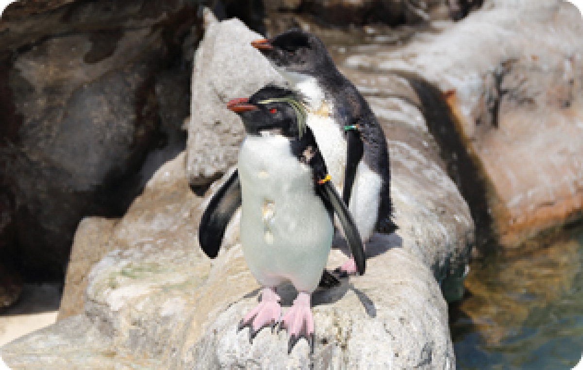 ペンギン島／京急油壷マリンパーク