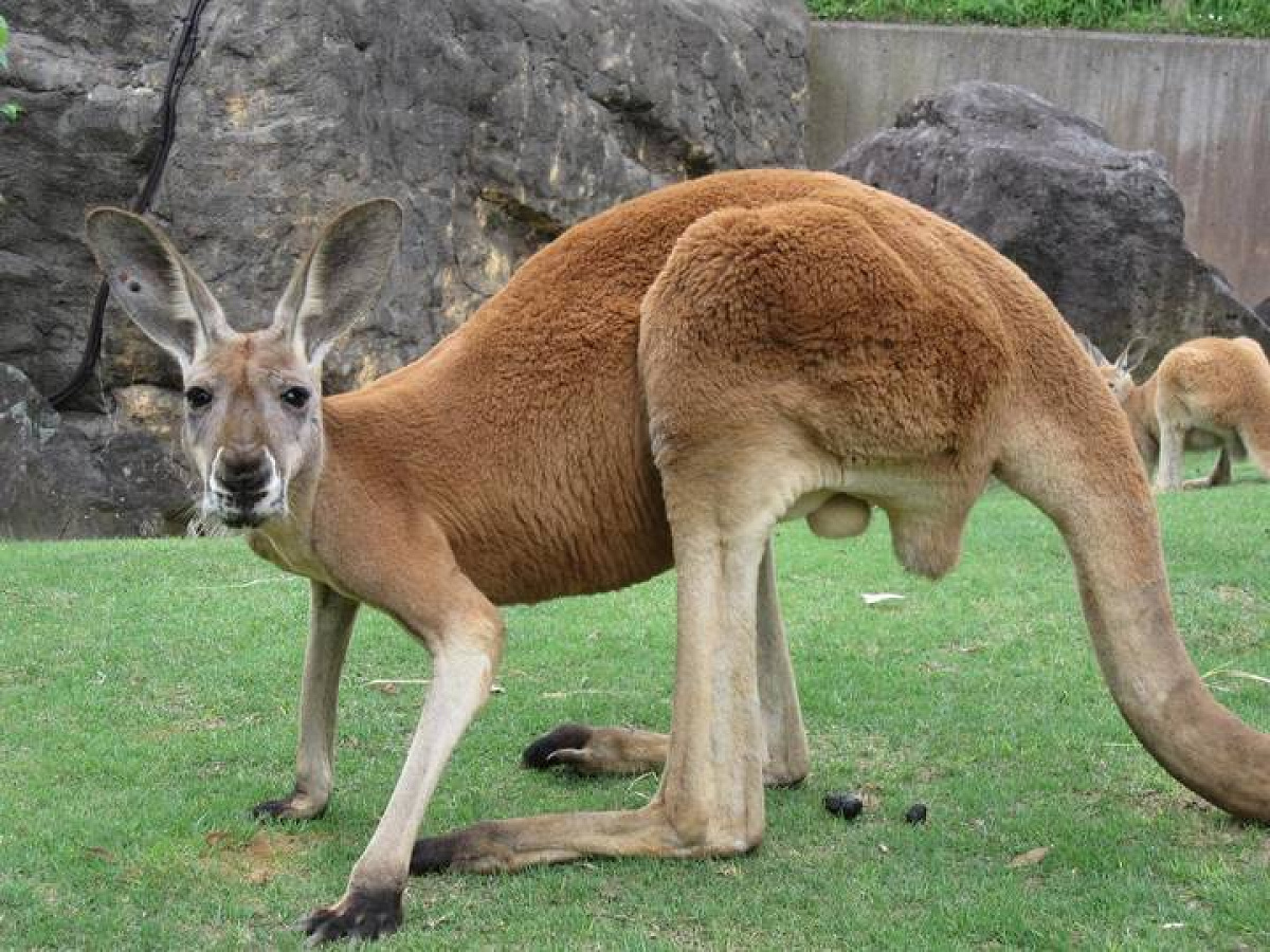 アカカンガルー