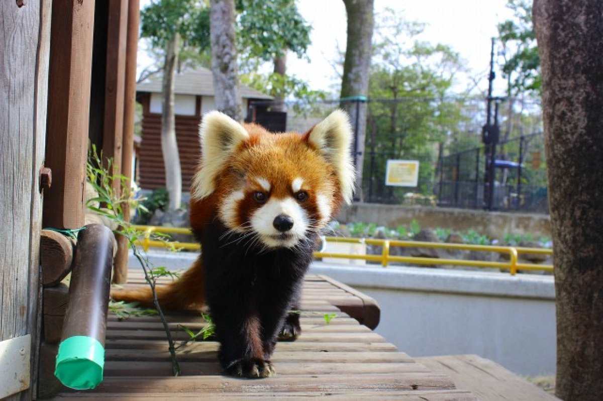 楽寿園のレッサーパンダ