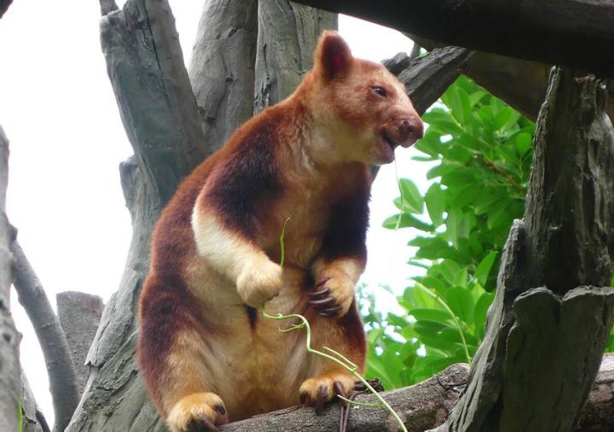 セスジキノボリカンガルー