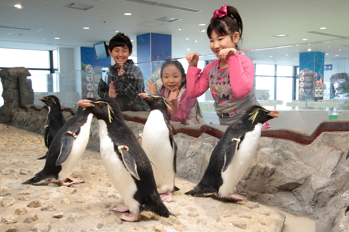 「イワトビペンギン」の水槽