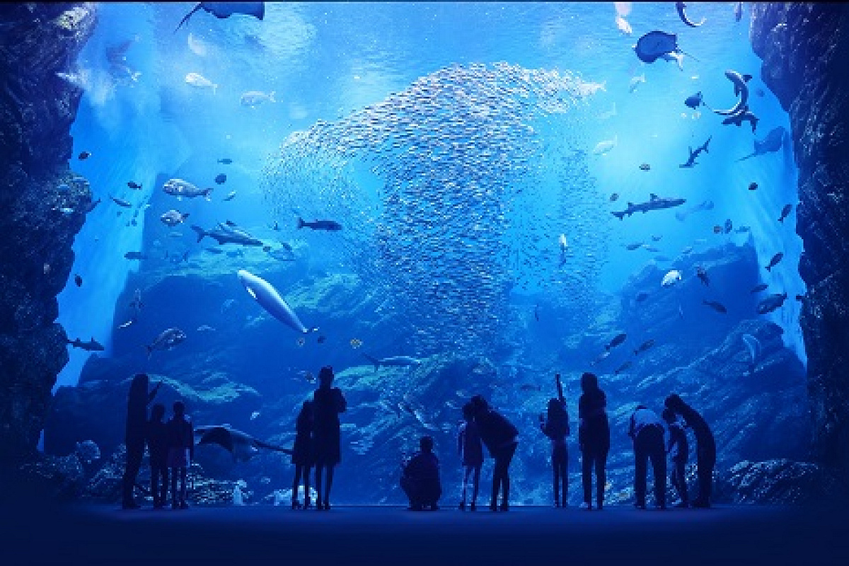 仙台うみの杜水族館の「いのちきらめく　うみ」水槽