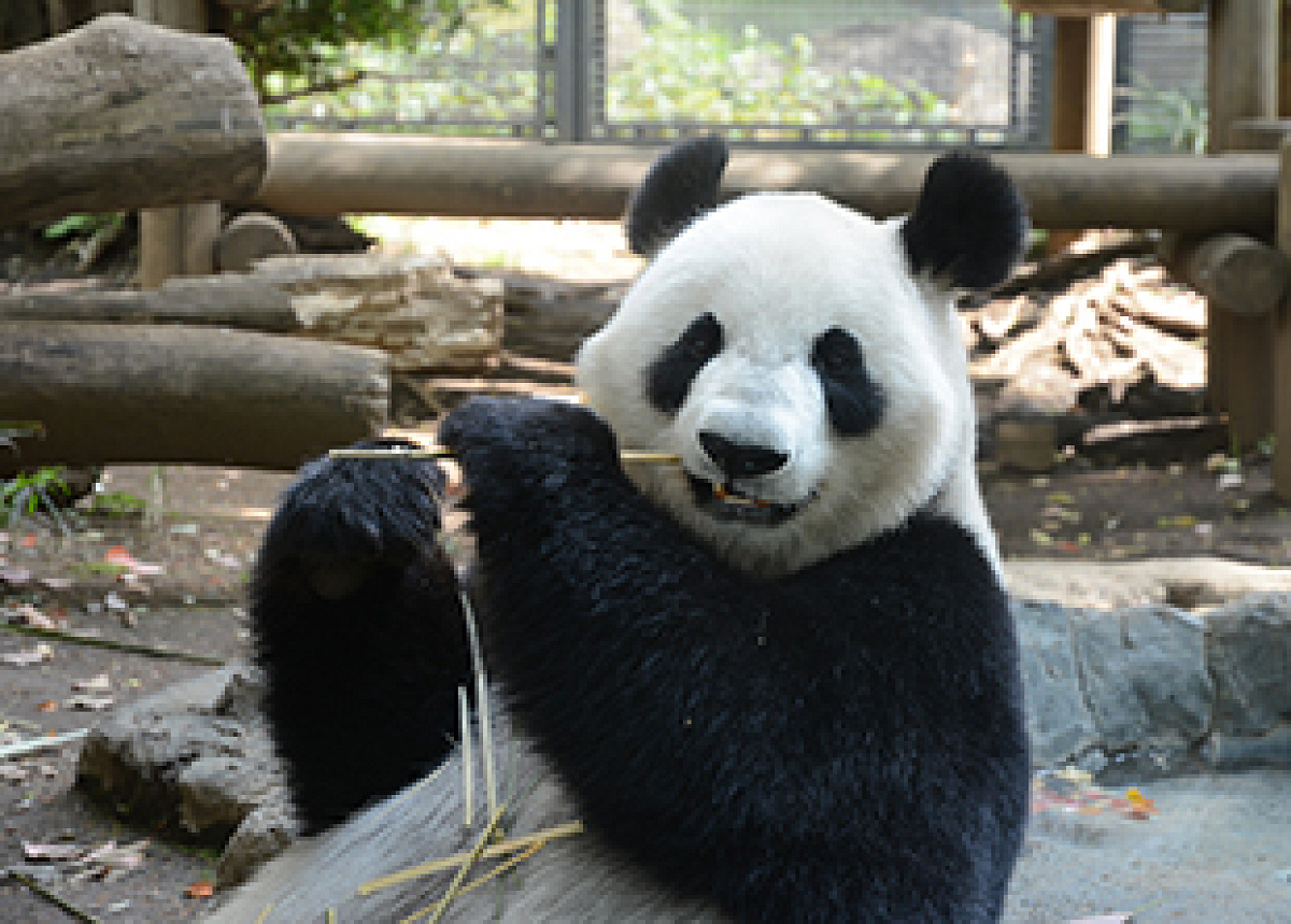 上野動物園のシンシン