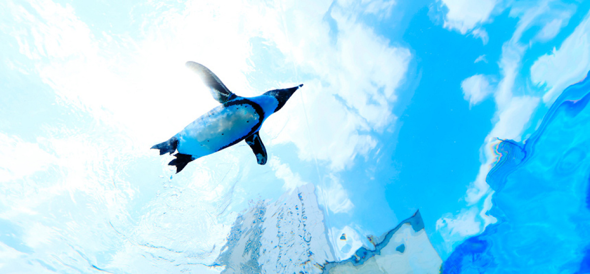 サンシャイン水族館のお土産ネット通販