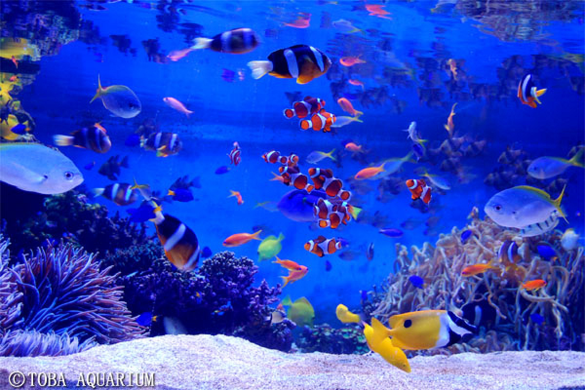 鳥羽水族館