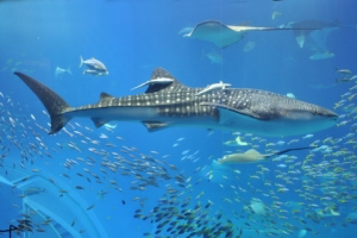 美ら海水族館のジンベイザメ