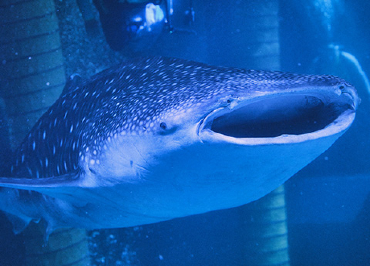 最近飼育が始まったジンベエザメはアクアミュージアムのラボ5にいます！