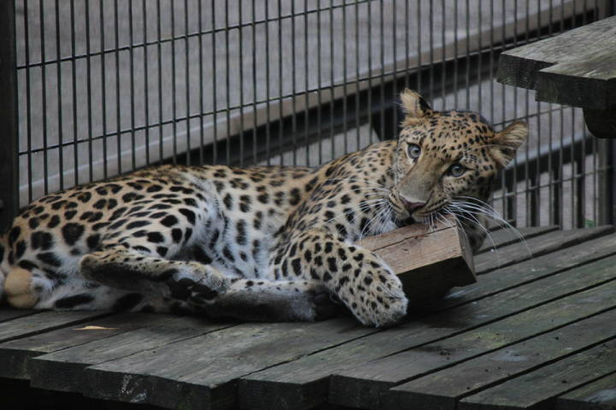 よこはま動物園ズーラシアの料金＆割引