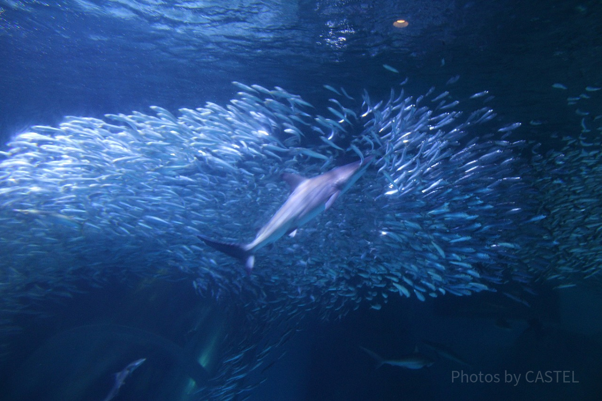 イワシの大群に突入するサメ