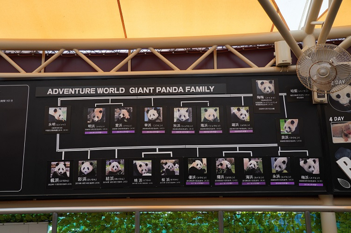アドベンチャーワールドのパンダ家系図