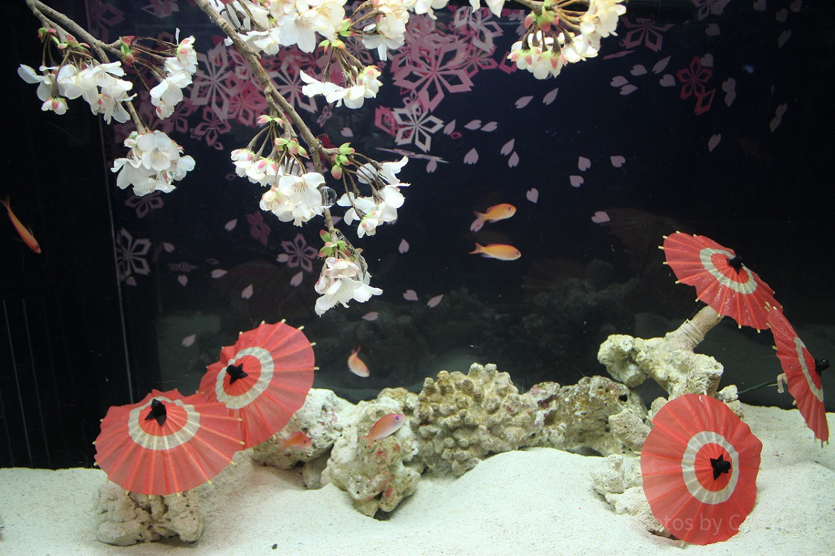 魚たちとの“お花見”がテーマの水槽