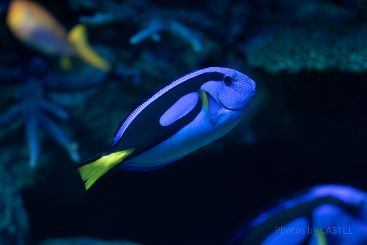 サンシャイン水族館の混雑状況：狙い目①