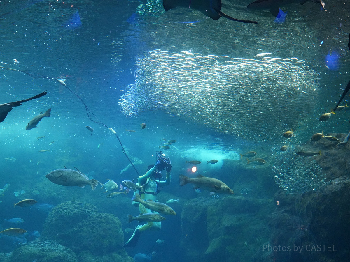 新江ノ島水族館（えのすい）：潜水ショー「フィンズ」