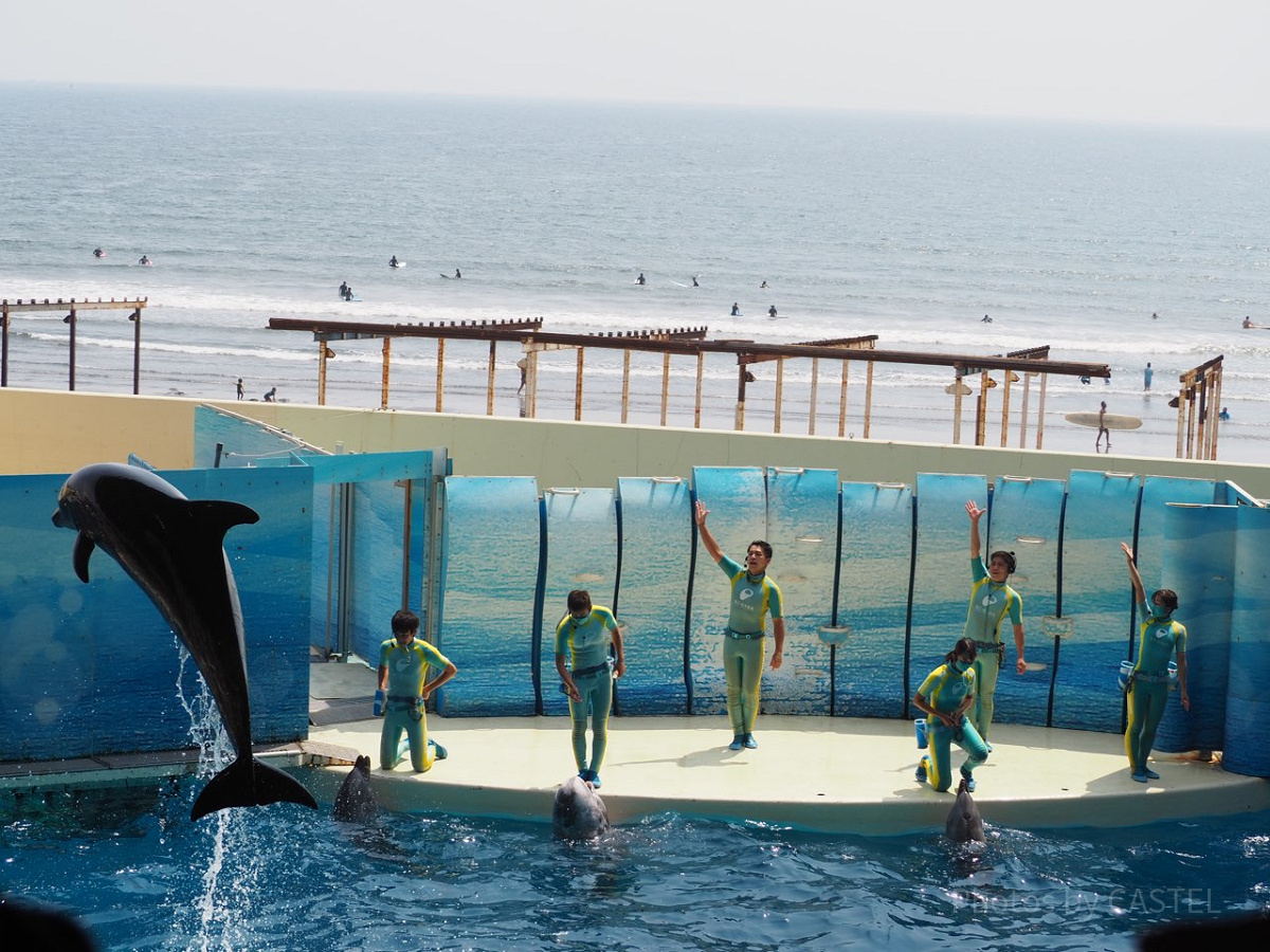 新江ノ島水族館のイルカショー