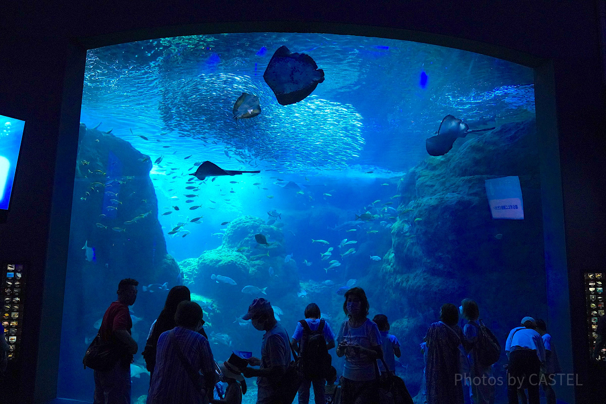 新江ノ島水族館（えのすい）：相模湾大水槽