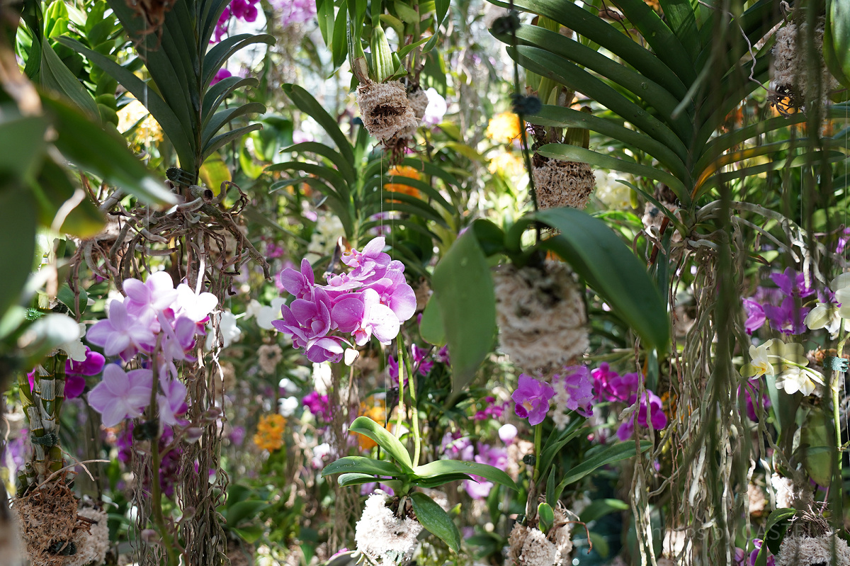 Floating Flower Garden: 花と我と同根、庭と我と一体