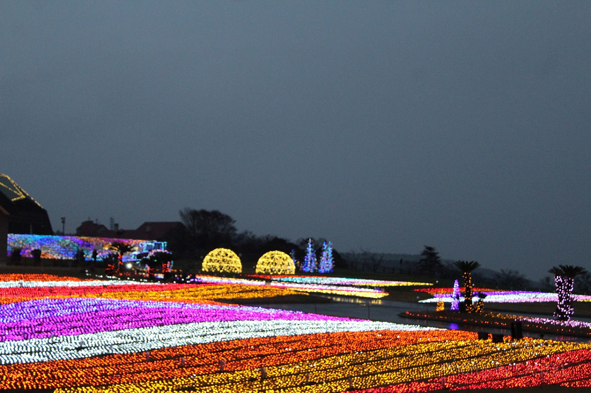 光の花畑