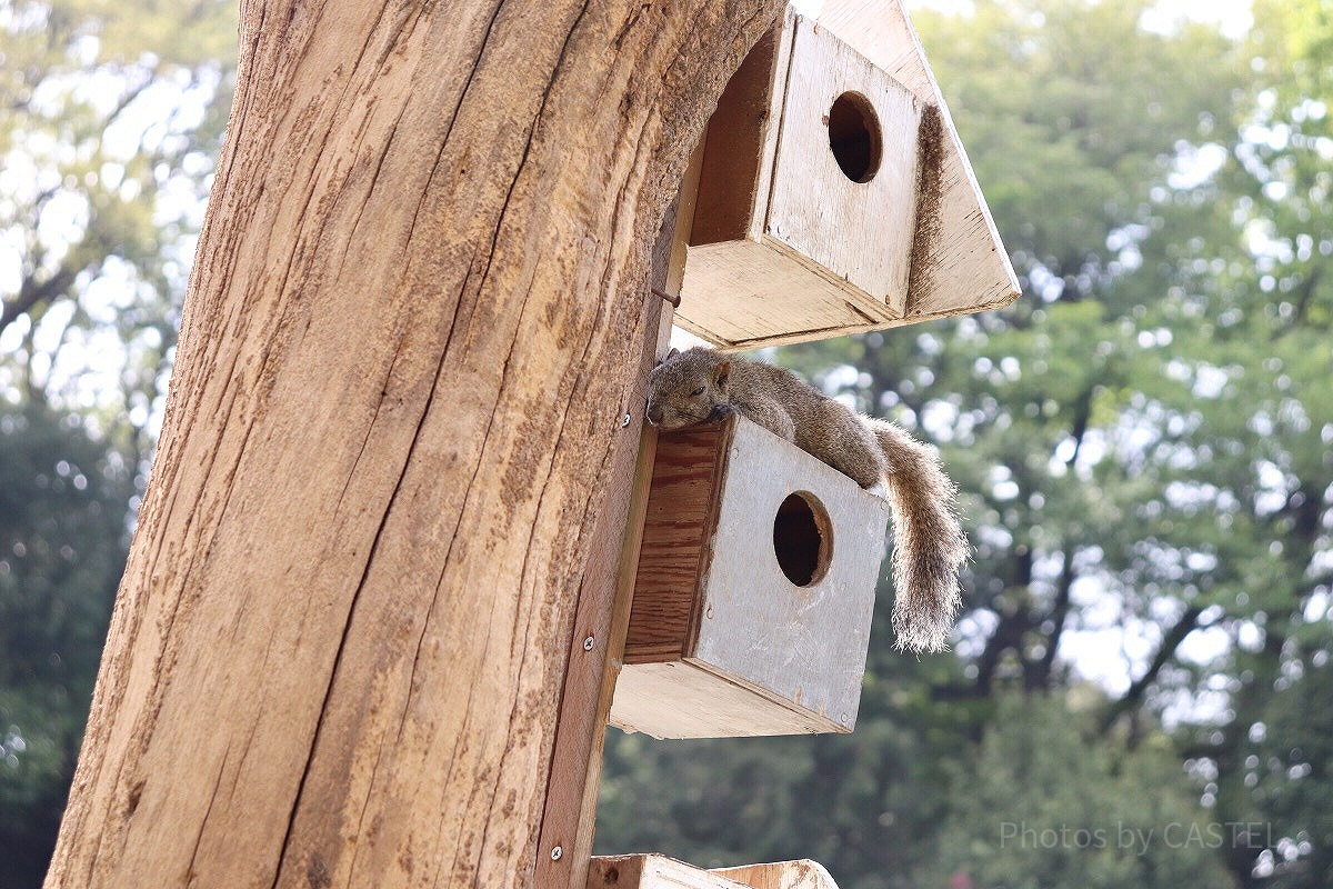 【時間】営業時間、休園日