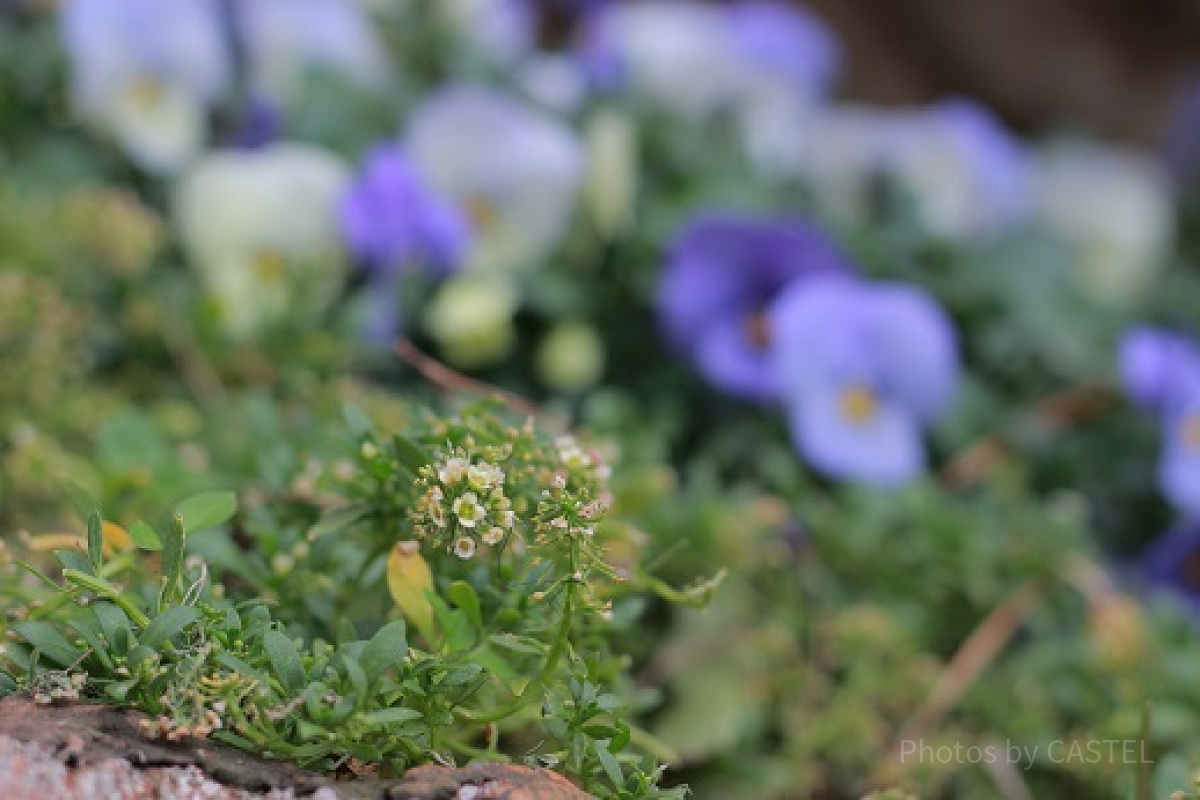 クリッターカントリーの花壇です。