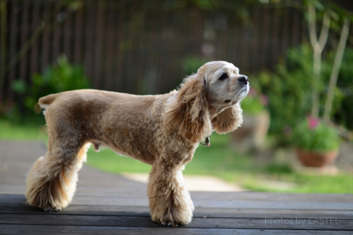 レディの犬種は「アメリカン・コッカー・スパニエル」| キャステル | CASTEL ディズニー情報