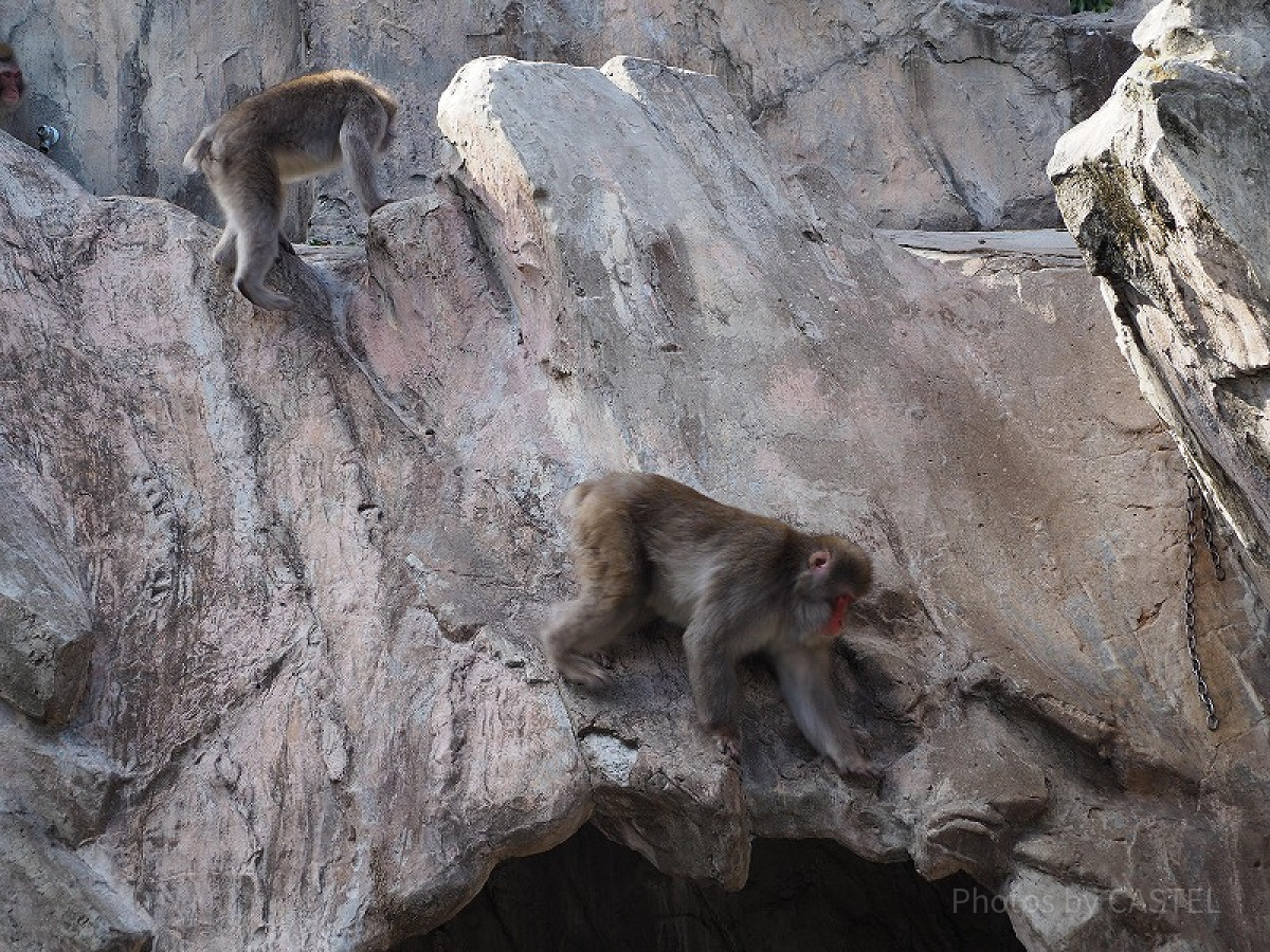 上野動物園の猿山