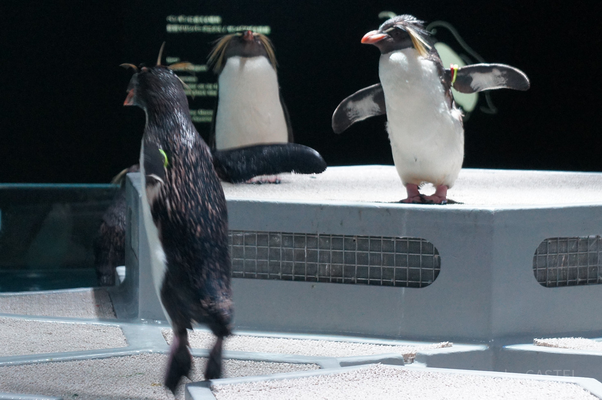 AOAO SAPPOROのキタイワトビペンギン