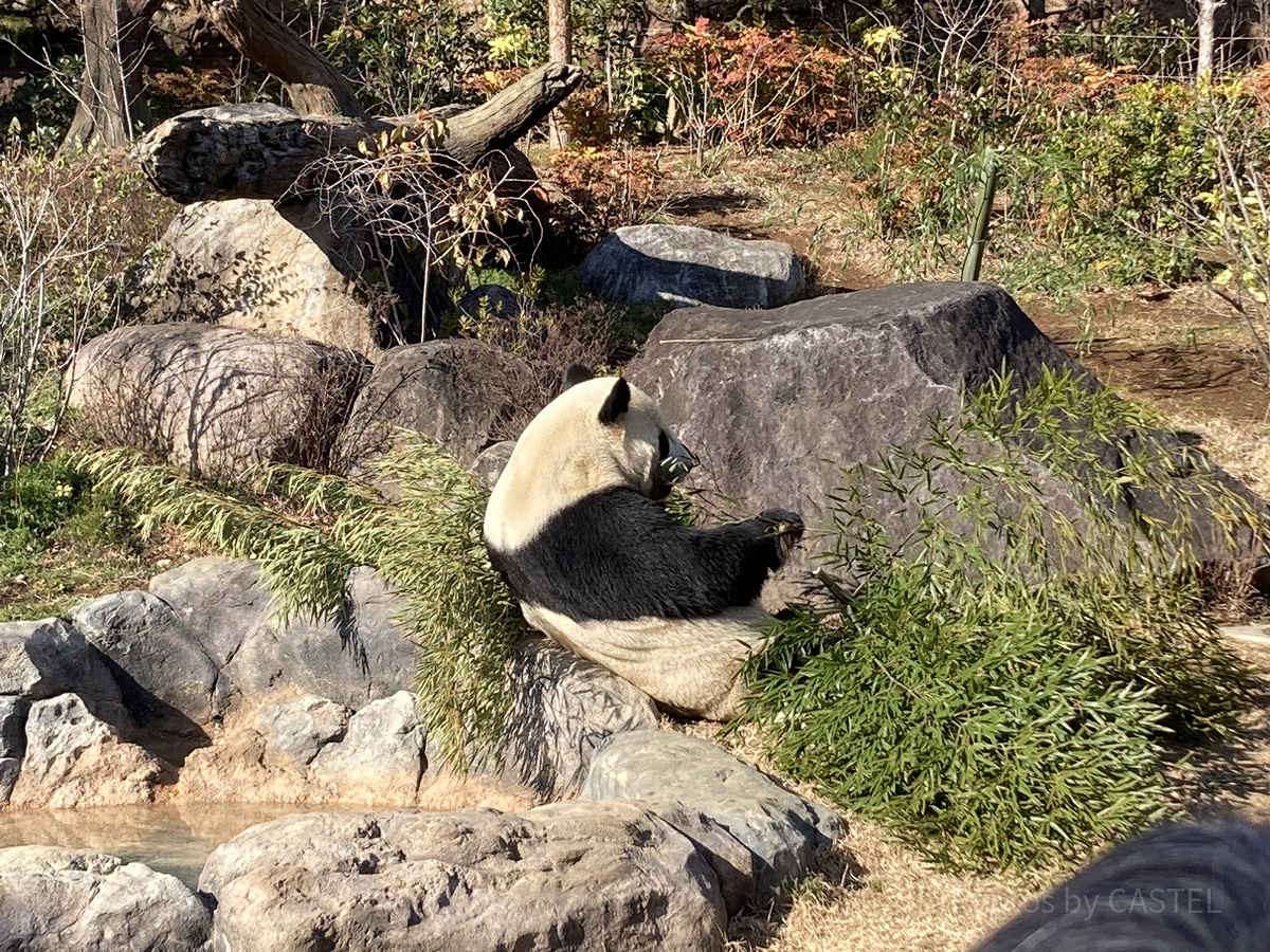 上野動物園のパンダ