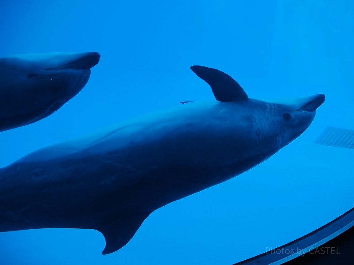 名古屋港水族館の周辺駐車場