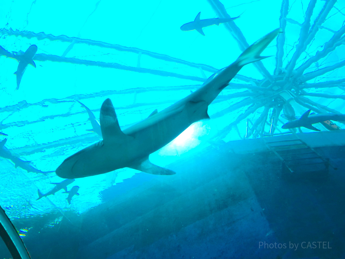 シーアクアリウム：サメ水槽「シャークシー」