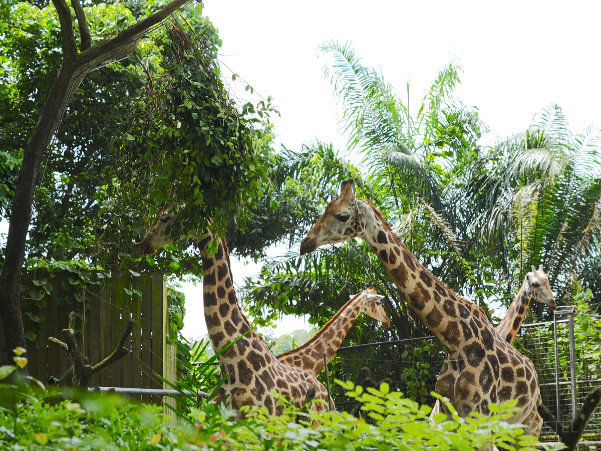 シンガポール動物園