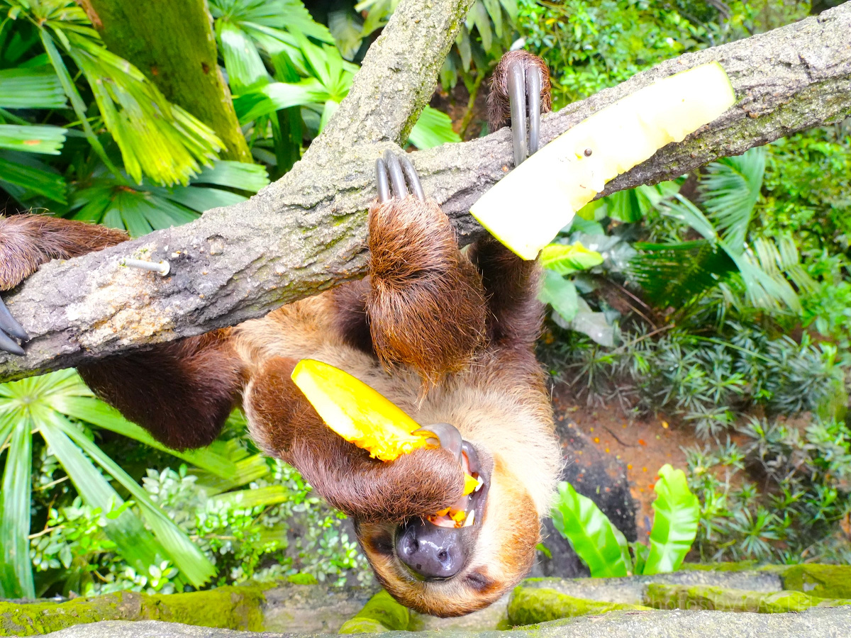 シンガポール動物園：ナマケモノ| キャステル | CASTEL ディズニー情報