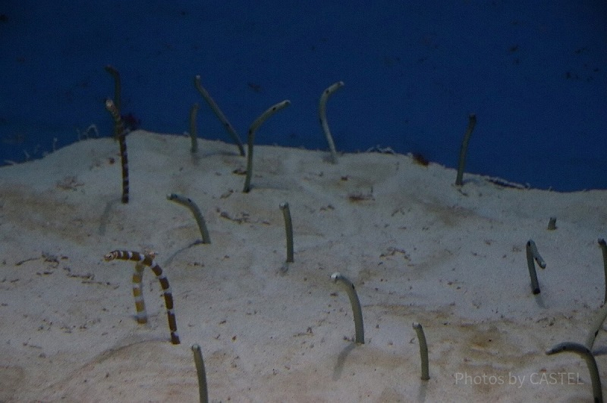 熱帯魚の海に住むチンアナゴ